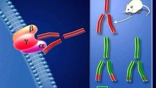 Deuxième Partie  Limmunosuppression médicale [upl. by Wei]