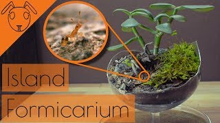 ISLAND Formicarium Build Tutorial [upl. by Airret362]