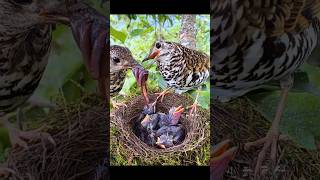 Hatchling feeding… birds animals reels [upl. by Deron]