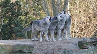 Schaurig schönes Wolfsgeheul [upl. by Horacio]