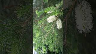 Tea Tree Melaleuca alternifolia  Observed in Description [upl. by Stranger24]