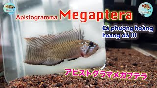 Apistogramma Megaptera  Cá phượng hoàng hoang dã [upl. by Eerehc768]