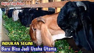 Syarat Beternak Kambing Untuk Di Jadikan Usaha Utama Agar Gajian Tiap Bulan [upl. by Kcarb]