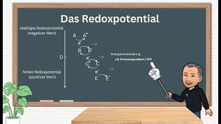 Redoxreaktionen für den Biologieunterricht [upl. by Ahseinod]