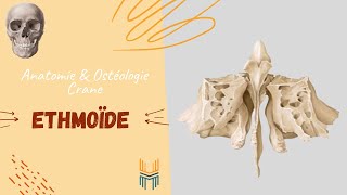 Anatomie amp Ostéologie de lÉthmoïde  Ethmoïde Bone [upl. by Teiluj833]