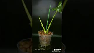 super amazing time lapse of monstera albo [upl. by Sandy]