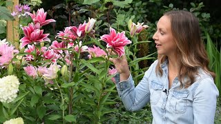 Varying Lily Types for Continuous Cut Flowers 🌸😍 Northlawn Flower Farm [upl. by Eskil]