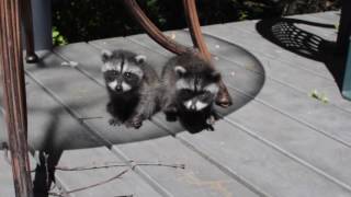 Baby raccoon purrs and cute sounds [upl. by Yroger396]