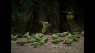 Roseringed Parakeets feeding in Sariska National park [upl. by Vinni397]