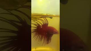 Bettafish seritcrowntail super red❤🇲🇨👍💛bettaayal6360 cupang aquarium fish ikanhias shorts [upl. by Anifled195]