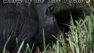 Boars of the Far North 3 Trailer [upl. by Ahto366]