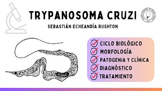 TRYPANOSOMA CRUZI Ciclo biológico Vector Clínica Diagnóstico y Tratamiento  Parasitología [upl. by Bernelle]