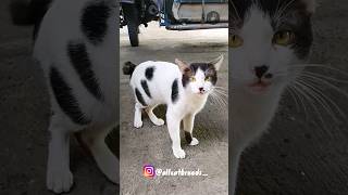 Japanese bobtail cat catbreeds breeds shorts shortsfeed japanesebobtail bobtail cute [upl. by Ulane759]