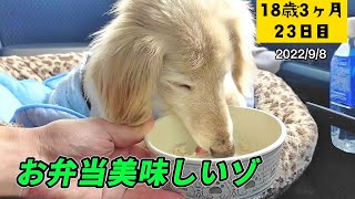 【①お弁当持って採血へ②湯のみ茶碗は必需品だゾ】【ポナさんの日常＃180】18歳3ヶ月23日目 [upl. by Tabbi]