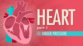 The Heart Part 1  Under Pressure Crash Course Anatomy amp Physiology 25 [upl. by Aleron]