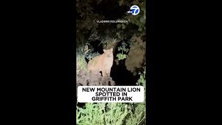 New mountain lion caught on video in Griffith Park sparks excitement [upl. by Lodmilla322]