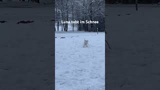 Unsere Lagotto Romagnolo Hündin Luna tobt im Schnee [upl. by Aryahay]