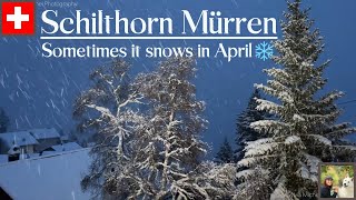 Mürren  Lauterbrunnen  Schilthorn Switzerland  snow in Spring 4K [upl. by Wengert722]