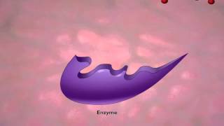 Enzyme Action and the Hydrolysis of Sucrose [upl. by Fiann]