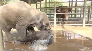 Baby elephant bathing in the bathtub  ElephantNews [upl. by Asilak]