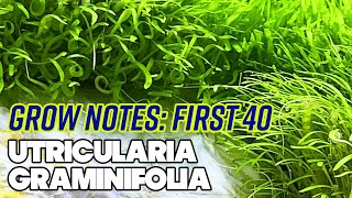 Utricularia Graminifolia UG  First 40 Days  Grow Notes  4 Gallon Nano Planted Tank [upl. by Boorman943]