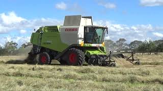 Melton Vale Grass Seed Harvest 290124 [upl. by Iren]