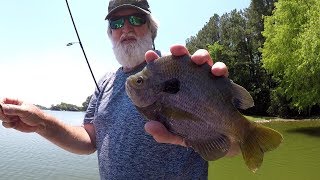 HUGE BLUEGILL Bluegill Fishing With Jigs [upl. by Nelehyram]