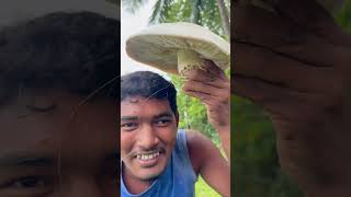 giant mushroom in my forest  పెద్ద పుట్టగొడుగు ఎప్పుడైనా చూశారా [upl. by Bunns]