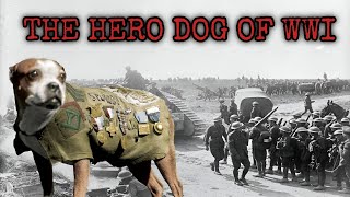 The Dog Who Became a Sergeant During World War I Stubby The Stray [upl. by Llennyl614]