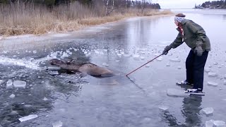 La femme ne cesse de taper dans la glace avec sa hache Quelques secondes après lanimal est libéré [upl. by Olimpia]