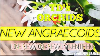 2 NEW ORCHIDS FROM MADAGASCAR orchids fragrantorchids [upl. by Gabrielli]