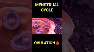 लड़कियों को पीरियड कैसे आते हैMenstrual cycle Ovulation 3D animationshorts women [upl. by Olson]