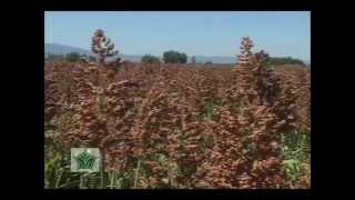 Agroscience  Paquete para Sorgo [upl. by Enneirb]