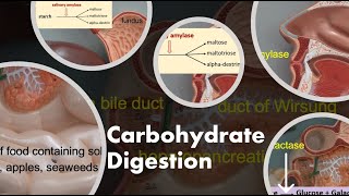 Carbohydrate Digestion [upl. by Artemis912]