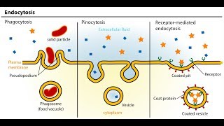 Difference between Exosmosis and Endosmosis  Class 11 BiologyNEETAIIMS  shorts [upl. by Jacquelynn]