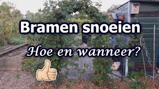 Bramen snoeien Hoe en wanneer [upl. by Toth]