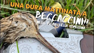 Una dura mattinata a BECCACCINI  4K [upl. by Ivz]