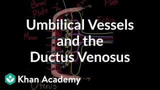 Umbilical vessels and the ductus venosus  Circulatory system physiology  NCLEXRN  Khan Academy [upl. by Amelie481]