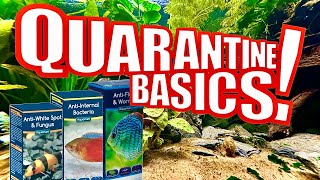 QUARANTINING NEW FISH A QUICK guide how amp why [upl. by Ainoz41]