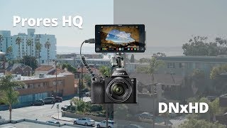 Prores vs DNxHD  Atomos Shogun [upl. by Haidadej]