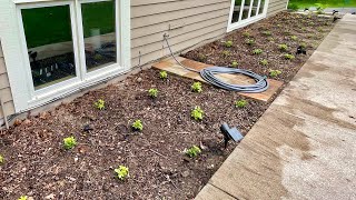 Planting Pachysandra a Shade Loving Groundcover  Bog Life [upl. by Tati]