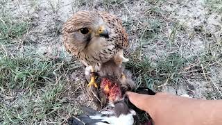 hunting and lure training of kestrel falcon how to train kestrel for hunting falconry kestrel [upl. by Harlie]