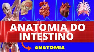 ANATOMIA DO INTESTINO INTESTINO DELGADO E GROSSO  SISTEMA DIGESTÓRIO ANATOMIA HUMANA [upl. by Lienad]