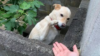 日本一優しいお手ができる白い犬  She can do the most peaceful shake hands in Japan [upl. by Jarrod108]