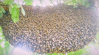 Honey bees honey bees in my house new video sweet honey 🍯 💕 😍 💖 honeybeefamily work [upl. by Janis]