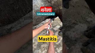 Mastitis थनेला रोग treatment उपचारshorts trending youtubeshorts viralvideoanimal vet [upl. by Cila442]