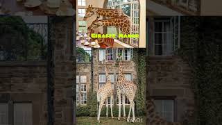 Giraffe Manor a unique hotel in Nairobi [upl. by Della749]