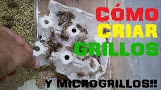 Cómo Criar y Mantener GRILLOS y MICROGRILLOS  rEPRODUCCIÓN de los GRILLOS [upl. by Barbur]