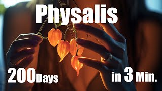 Growing Physalis Plant from Seed to Fruit 🌱 200 Days Time Lapse  Full life Cycle [upl. by Phelgen]