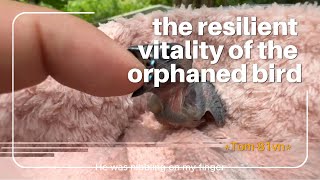 the resilient vitality of the orphaned bird [upl. by Ryle547]